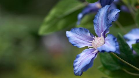 Nahaufnahme einer blauen Blume mit zarten Blütenblättern und grünen Blättern im Hintergrund.